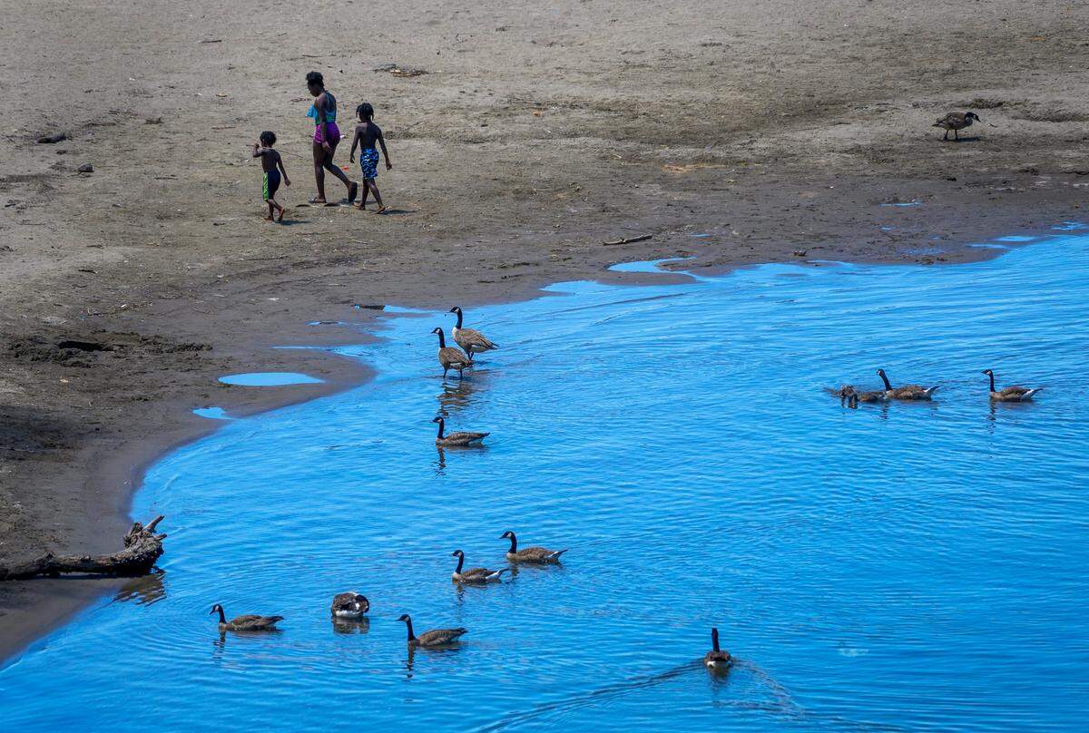 A family walks together on Tiscornia Beach in Sacramento on a hot Wednesday morning, May 27, 2020, as a flock of geese swims by. The lower American River tests high for E. coli, a bacteria that comes from feces. A single goose can produce up to three pounds of feces per day, by some estimates.