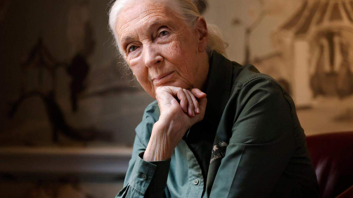 Remember Jane Goodall’s legacy: championing animal rights from Gombe National Park to our plates, urging plant-based choices and protections against cruelty.