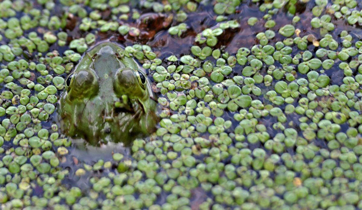 A green American bullfrog sits in camouflage in the skating pond.