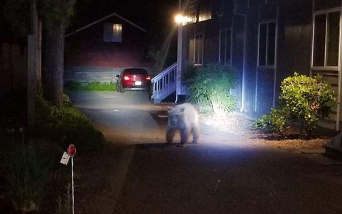 A black bear took a 2 a.m. jaunt through the downtown of Healdsburg, California, near the Russian River on Friday.