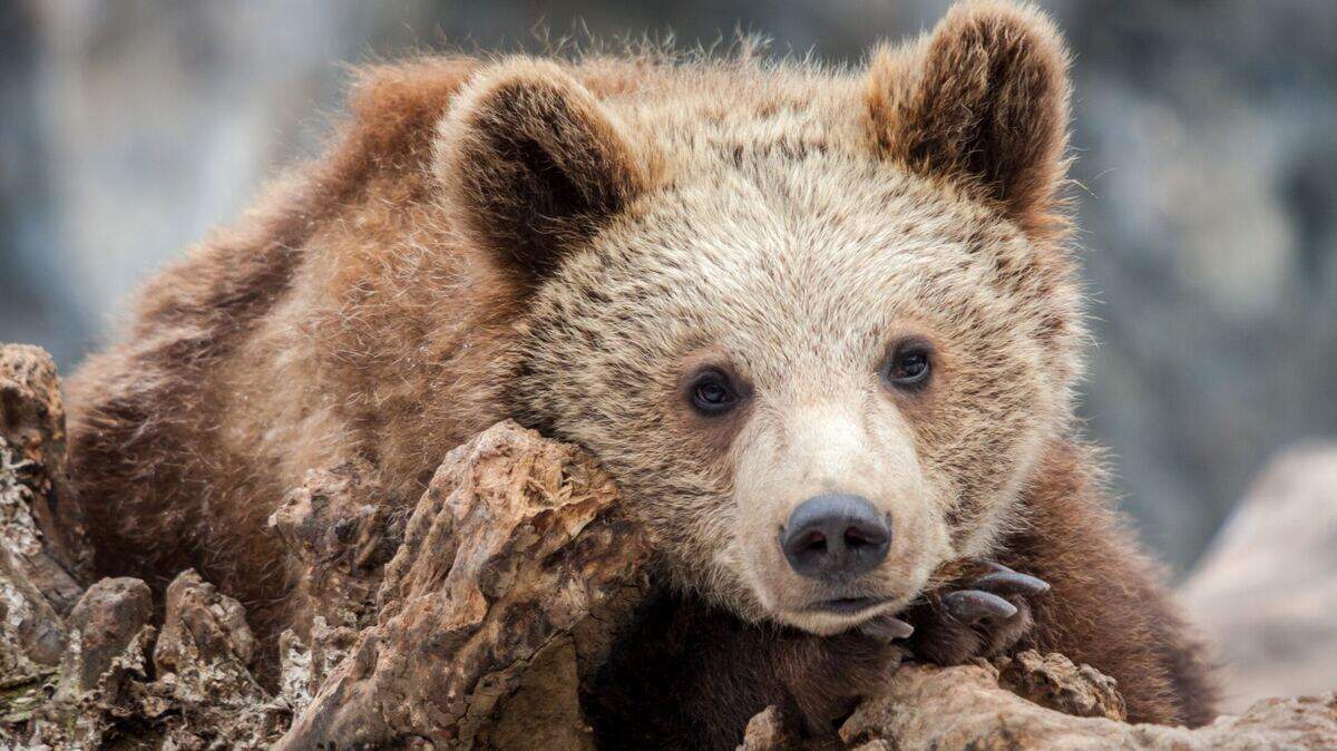 A federally protected bear cub (not the one pictured) was found shot dead June 7 near Conrad, Montana, wildlife officials said.