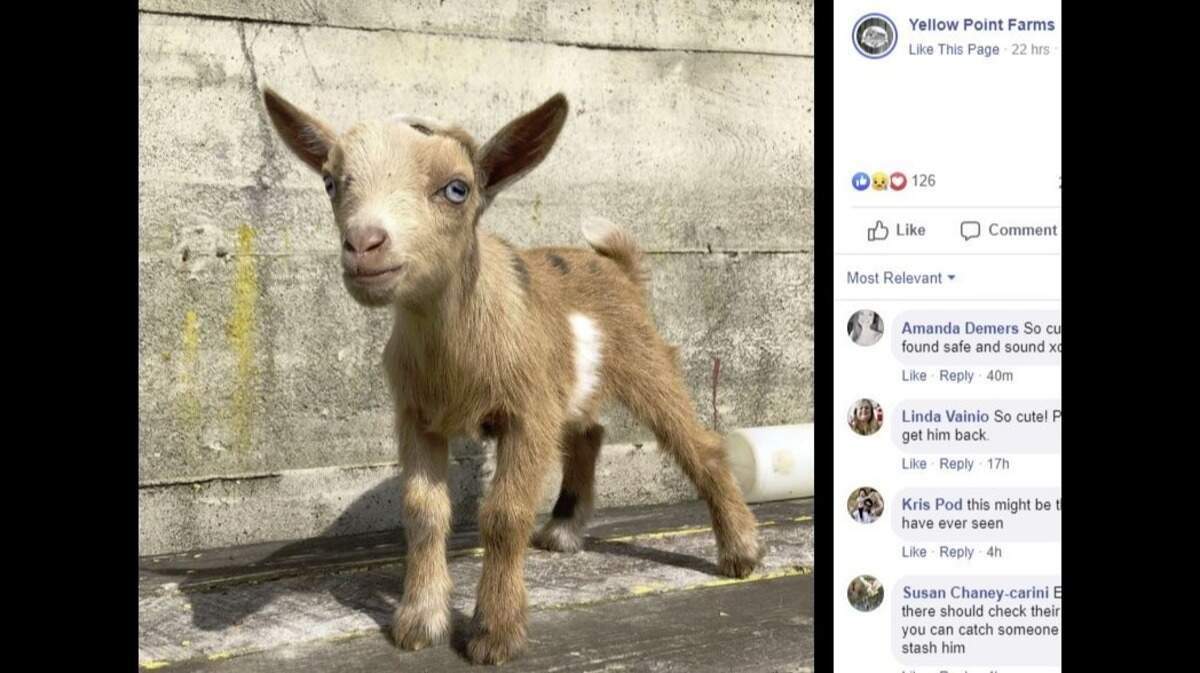 Rebecca and Justin Dault say they’re hoping for a “happy ending” after someone apparently snatched a 12-day-old Nigerian dwarf goat from a “snuggle” event at Yellow Point Farms in Ladysmith, British Columbia.
