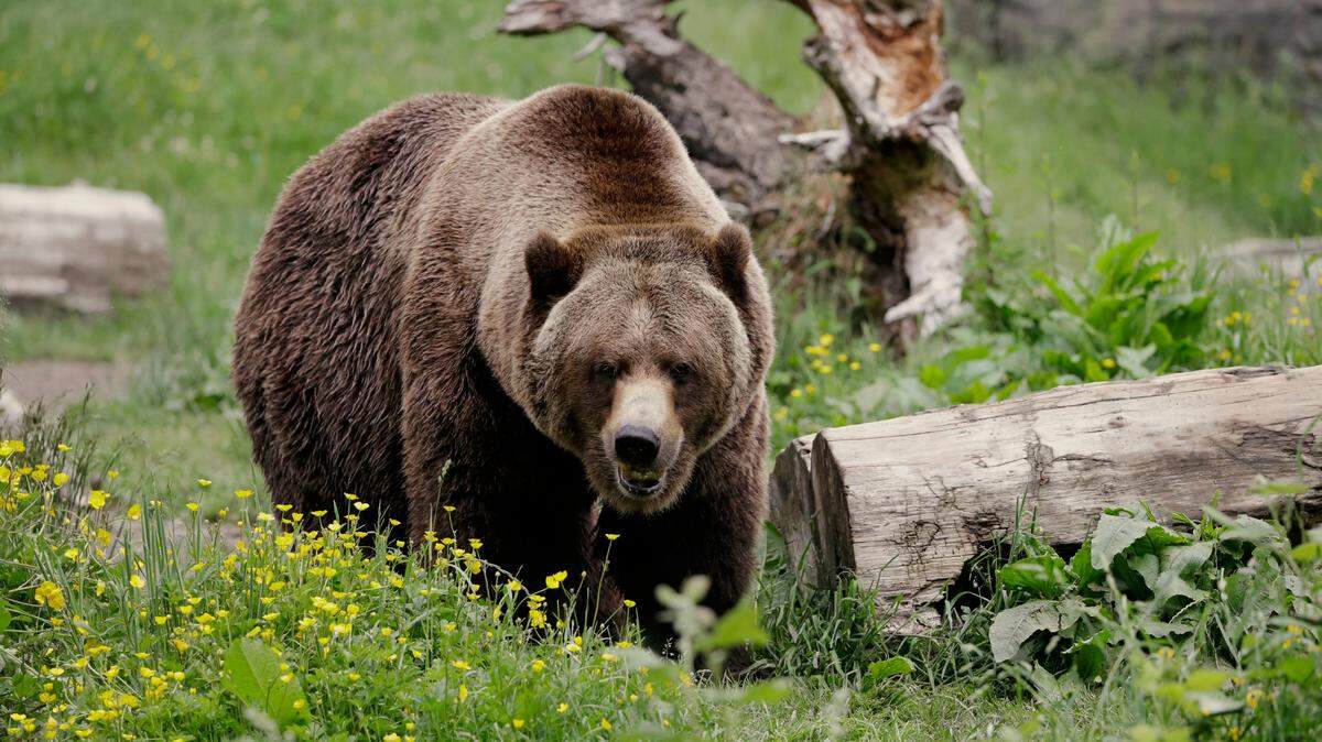 A grizzly bear (not the one pictured) was shot and killed after a days-long search for the bear that pulled a camper from her tent, Montana officials say.
