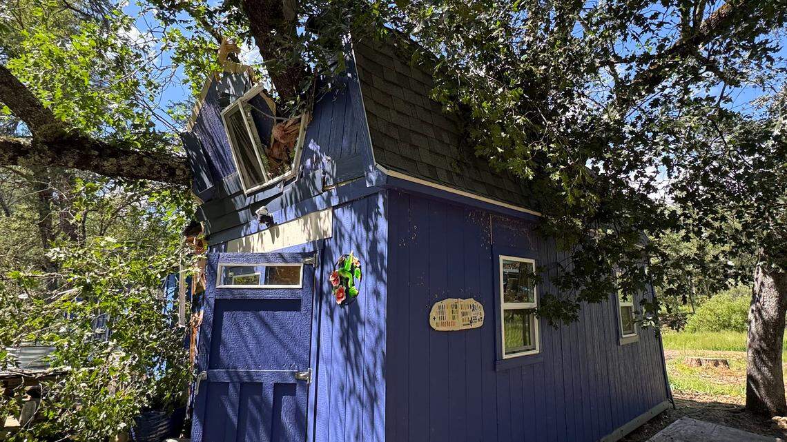 After tree crushes studio, community rallies for renowned Sacramento-area artist