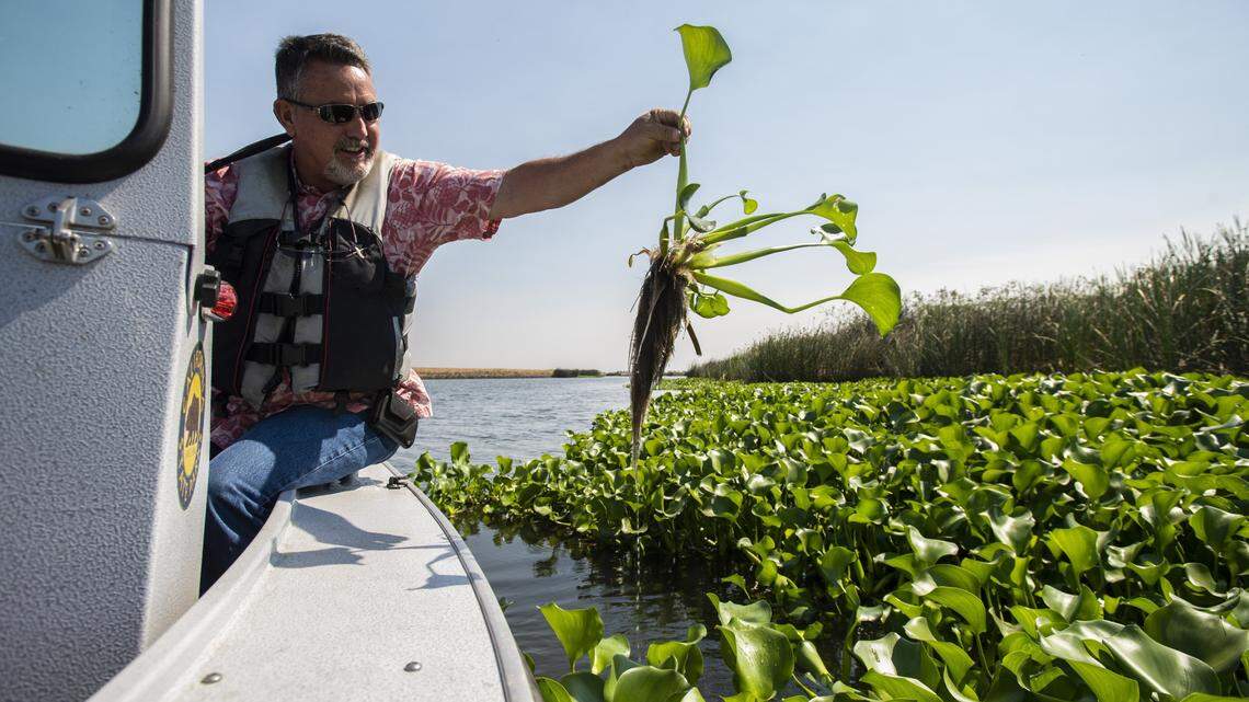 California to fight invasive plants in Sacramento-San Joaquin Delta with herbicide treatments
