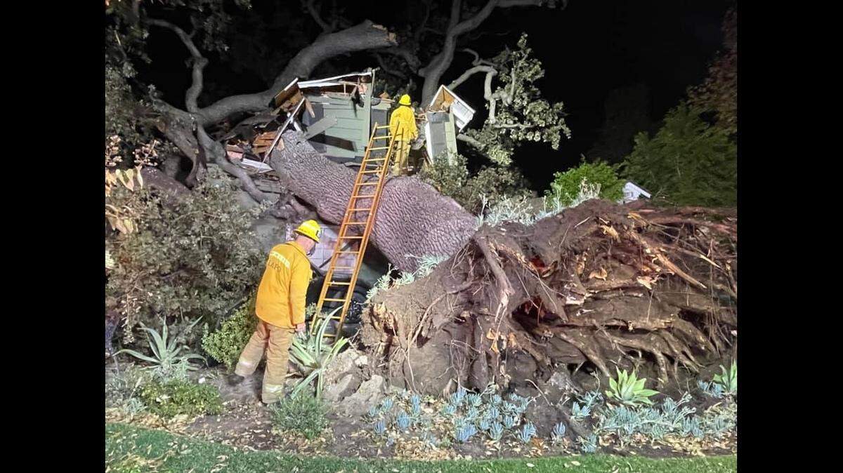 A 64-year-old man died and two people were rescued after an oak tree estimated at 100,000 pounds fell on a home in Encino, California, firefighters said.