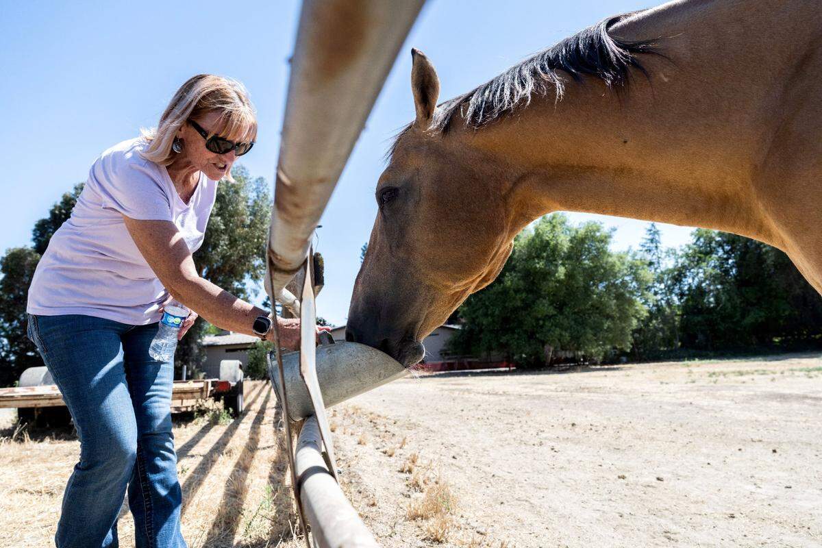 Tammy Riedman, of Dry Creek, feeds her horse Woody at her four acre ranch in Dry Creek on July 30. Riedman and her husband bought the property 27 years ago so they could have horses and have a rural lifestyle.
