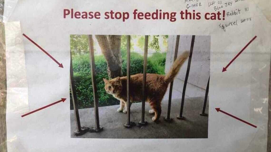 Cheeto the cat is too fat! UC Davis urges community to stop feeding a campus feline