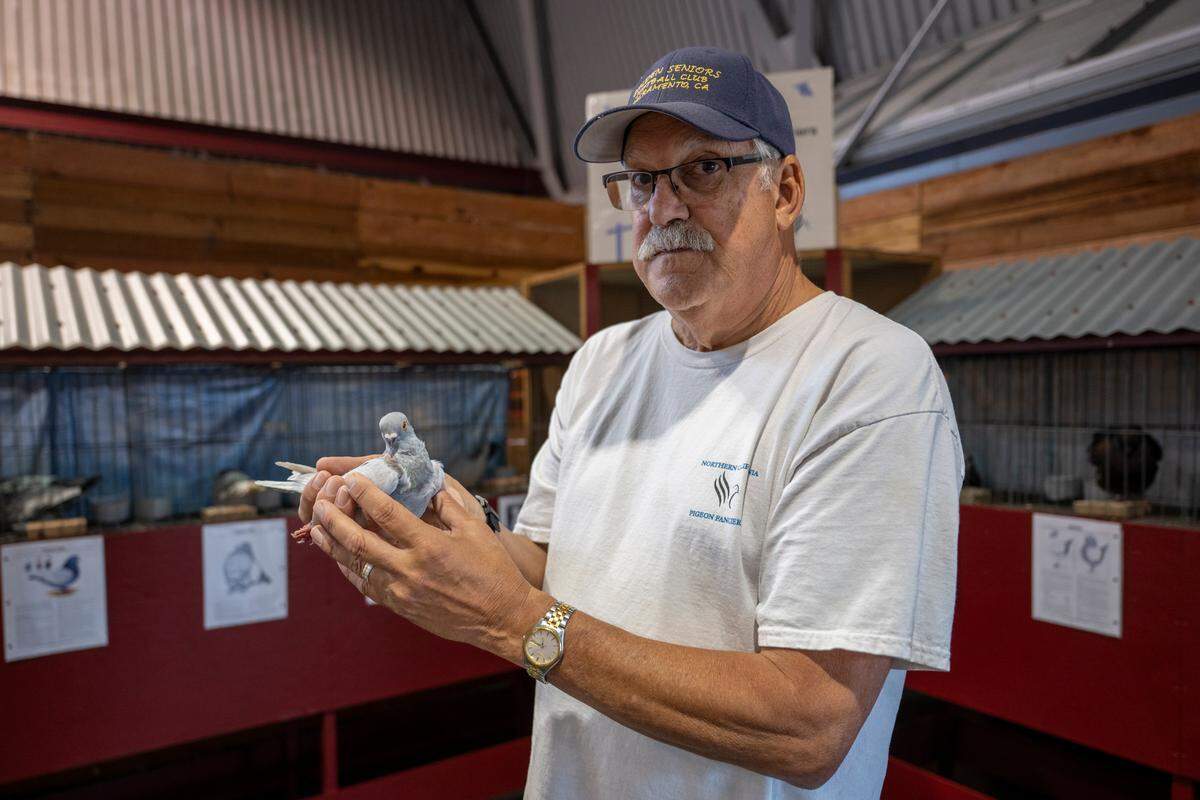 Terry Gier, president of the Northern California Pigeon Fanciers, stands in his display, holding one of his Valencian Figurita pigeons at the California State Fair in Sacramento on Monday.