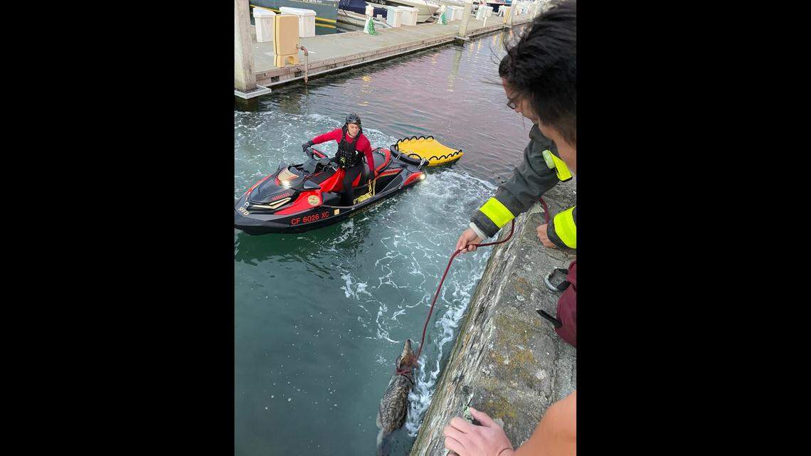 Firefighters rescued a coyote that fell off a pier in San Francisco, California, photos show. The coyote is expected to recover.