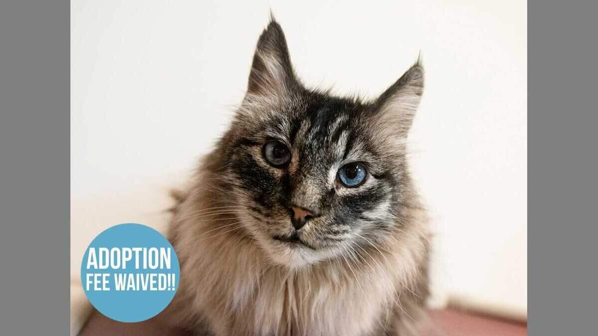 Sokka is an 11-year-old domestic longhair/Siamese mix available for free adoption at the Sacramento County SPCA. Sokka’s adoption fee has been generously sponsored by Mark M. Glickman.