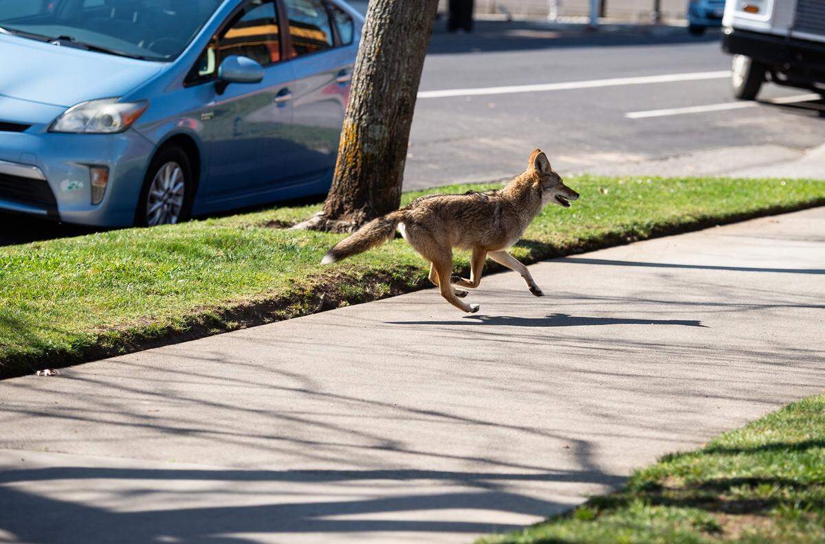 What appears to be a coyote runs westbound on the sidewalk of Q Street towards 21st Street, past The Sacramento Bee, on Wednesday, Feb. 26, 2020, in Sacramento.