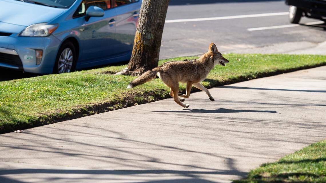 Meet the animals that share our neighborhoods, whether we like them here or not