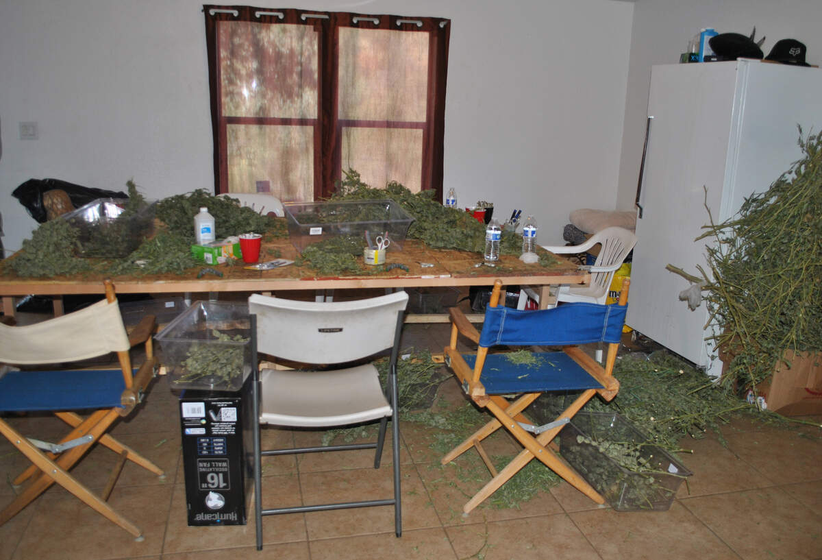 Marijuana dries on a the kitchen table at a house on Gavilan Road in Mariposa County in 2016 after sheriff’s deputies arrested 10 people and seized nearly 800 marijuana plants growing outside.The home was owned by the Saratoga Group.