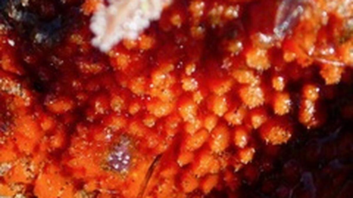 Marine biologists have discovered a dozen new species of sea sponges at the Monterey Bay National Marine Sanctuary off California.