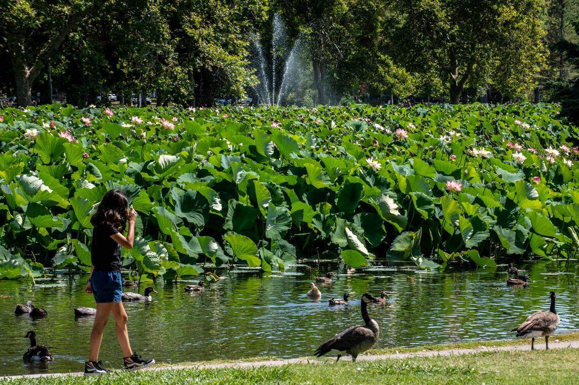 A sea of large lotus plants was blooming at William Land Park in Sacramento in August 2022.