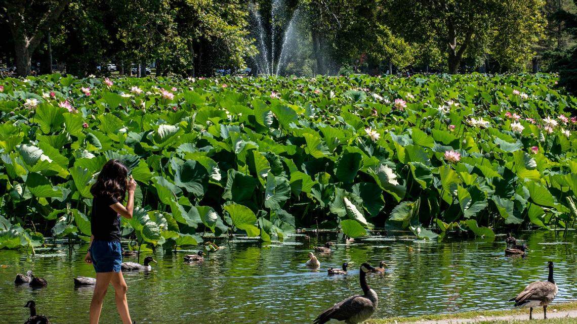 What happened to the lotus pond in Sacramento’s Land Park? Bee Curious answers