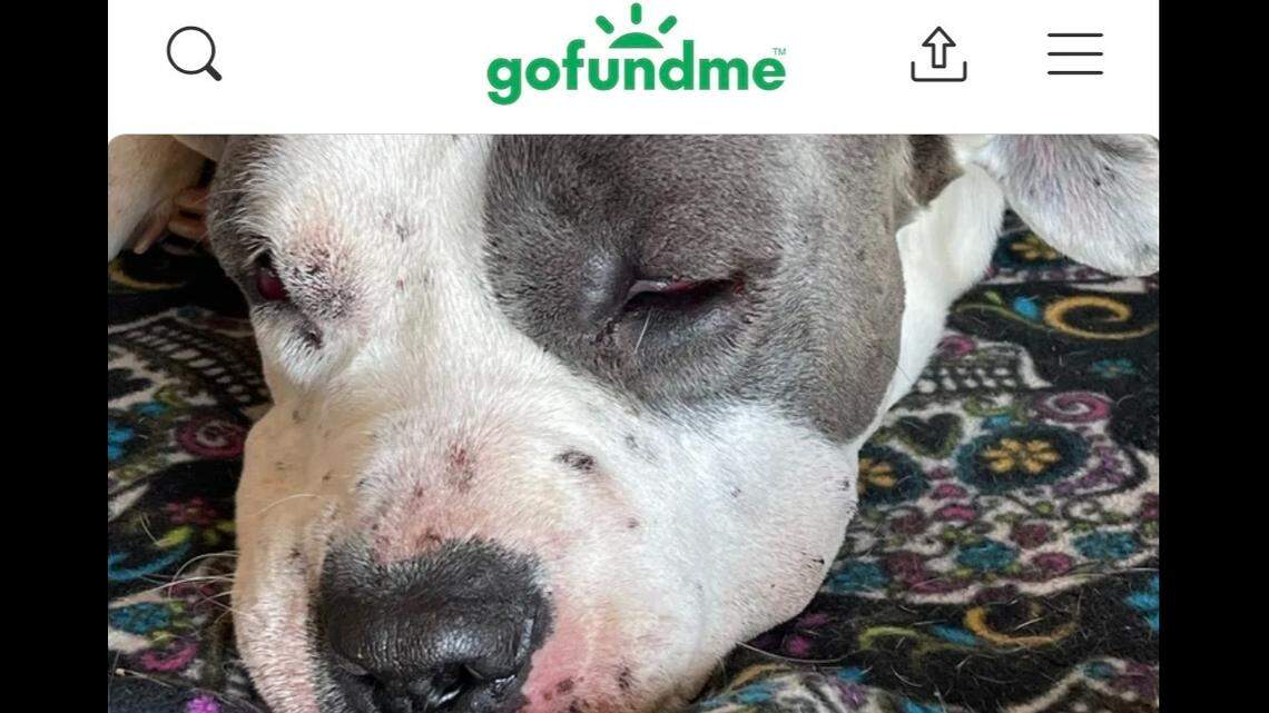 Chance, a 2-year-old dog, was stung more than 700 times by a swarm of bees in California, the owner said.