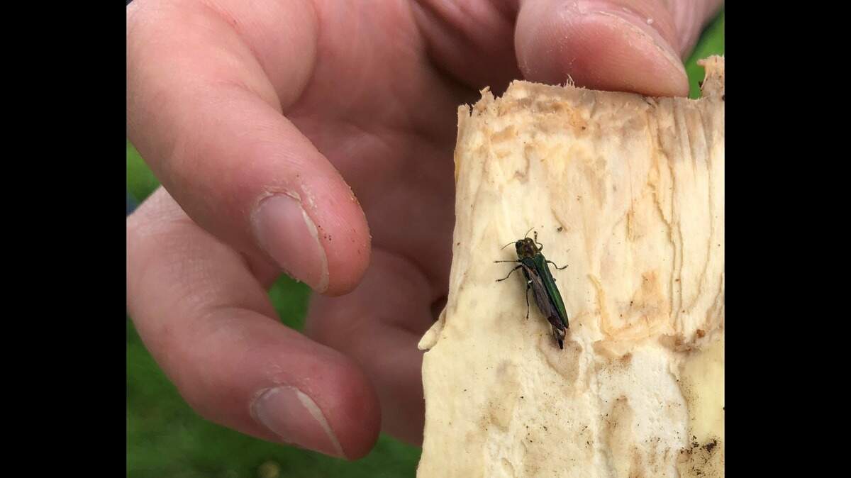 A man made the first West Coast sighting of emerald ash borers, a bug that is considered to be “the most destructive forest pest in North America,” according to the Oregon Department of Agriculture. (Photo from the Oregon Department of Agriculture)