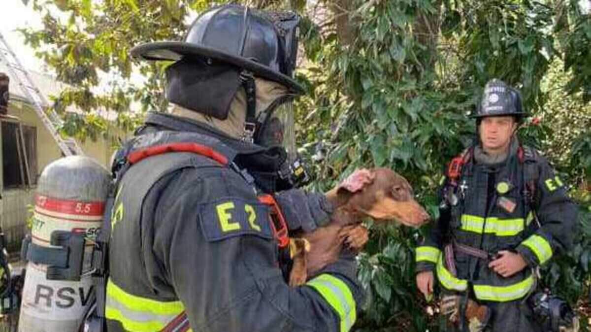 The Roseville Fire Department rescued five dogs from the Sierra Vista neighborhood on Sunday from a home on fire.
