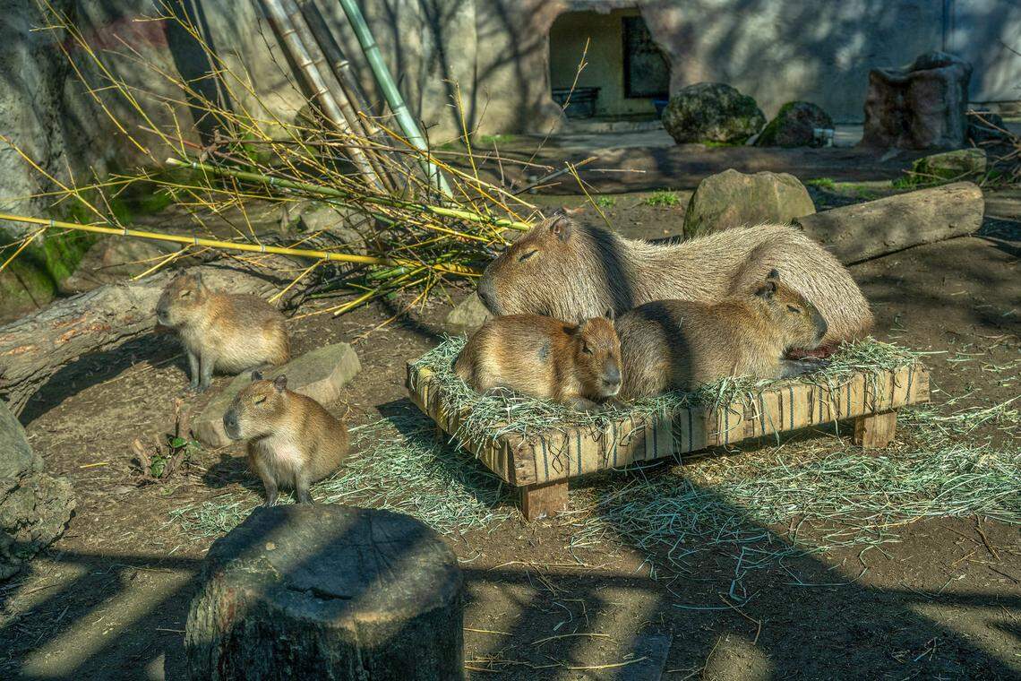Capybara Peppermint Patty stays close to her babies as they bask in the midmorning sunshine at the Sacramento Zoo on Wednesday, Feb. 4, 2026. The pups, all healthy and alert, are already exploring their habitat while remaining close to their mother, who gave birth to another litter on April 18.