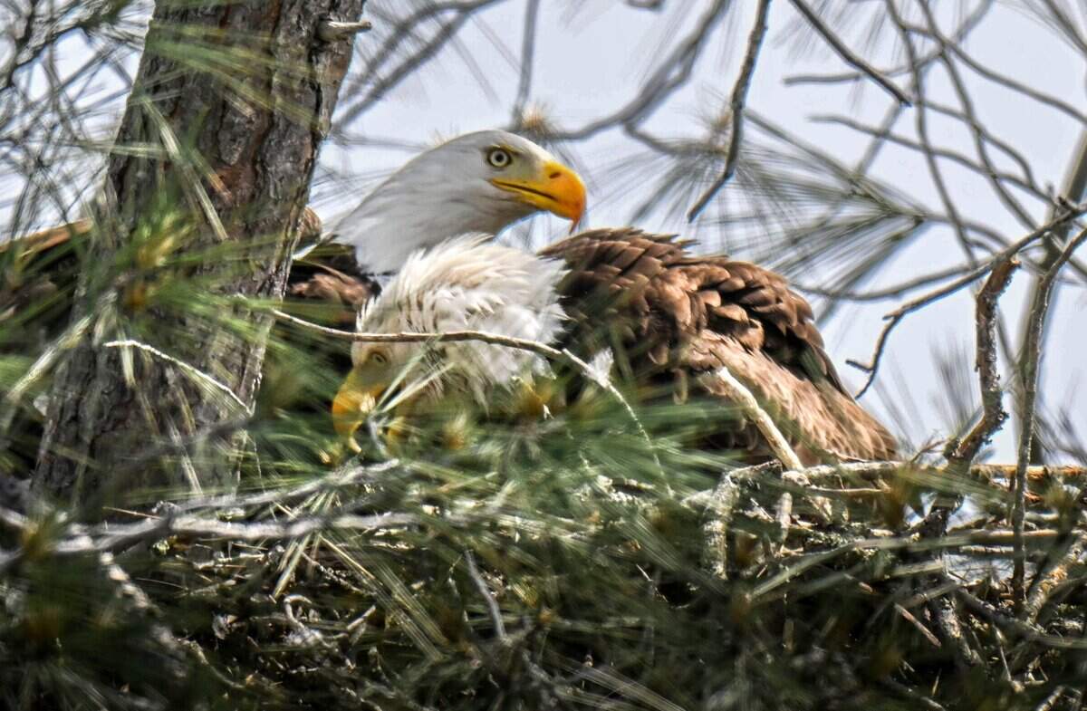 A pair of bald eagles nest near Lake Natoma in Orangevale on April 6. According to the Friends of Lakes Folsom & Natoma live camera website, the pair have been returning to the same tree to nest since 2017.
