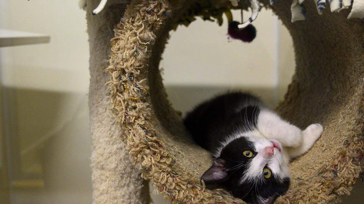 A kitten is ready to be adopted at the Sacramento SPCA on Tuesday, Jan 21, 2020.