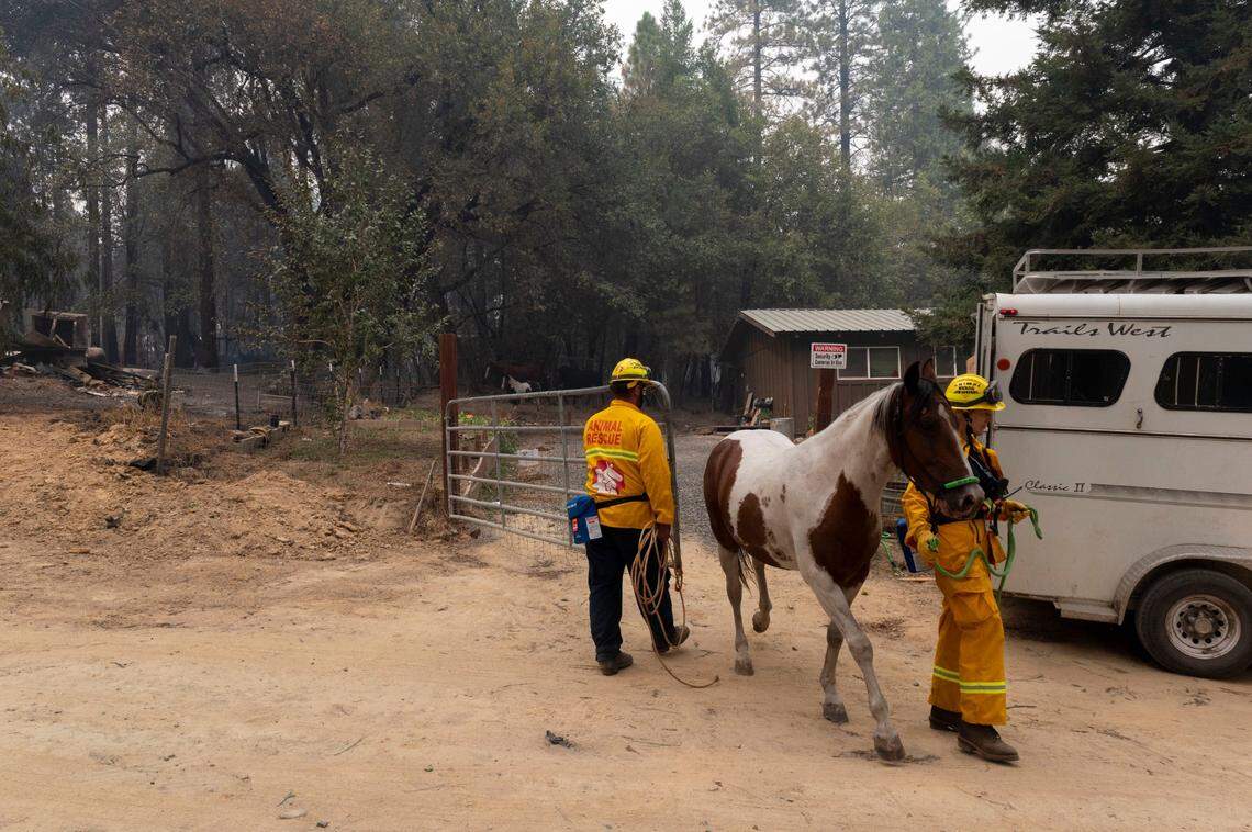 North Valley Animal Group rescue team tends to horses on Thursday, Sept. 10, 2020, who survived the Bear Fire in Berry Creek. The team eventually loaded the horses for transport.