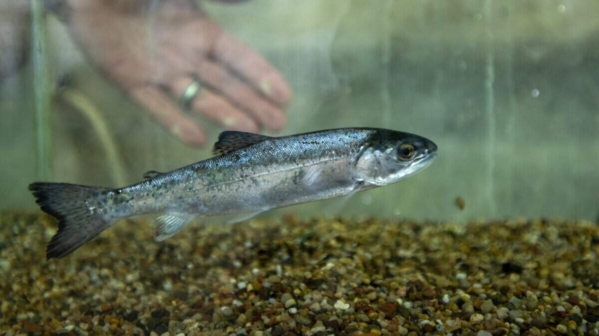 A steelhead trout, about 6 inches long, is collected at the John E. Skinner Delta Fish Protective Facility on April 18, 2024, near Byron. Fish are captured at the facility, so they can be returned to the Delta, before they reach the huge Harvey O. Banks Pumping Plant that feeds the California Aqueduct.