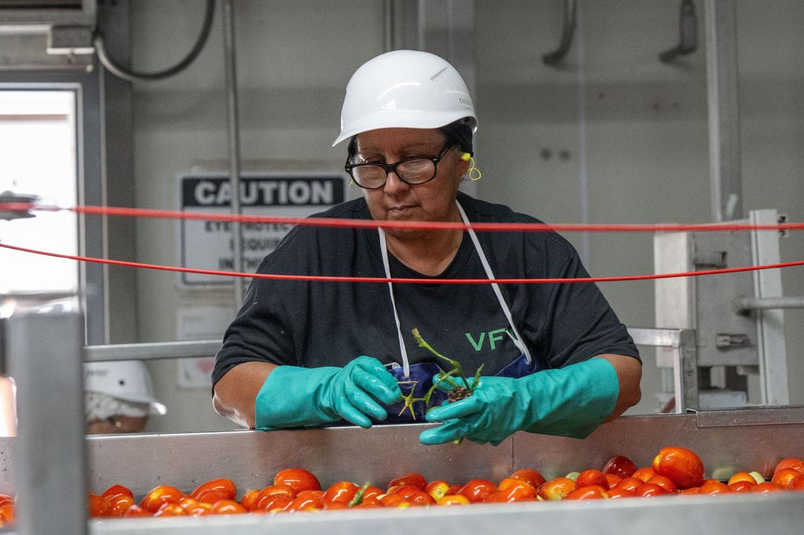 Maria Aleman removes debris from a tomato processing line at Morning Star in Williams earlier this month.