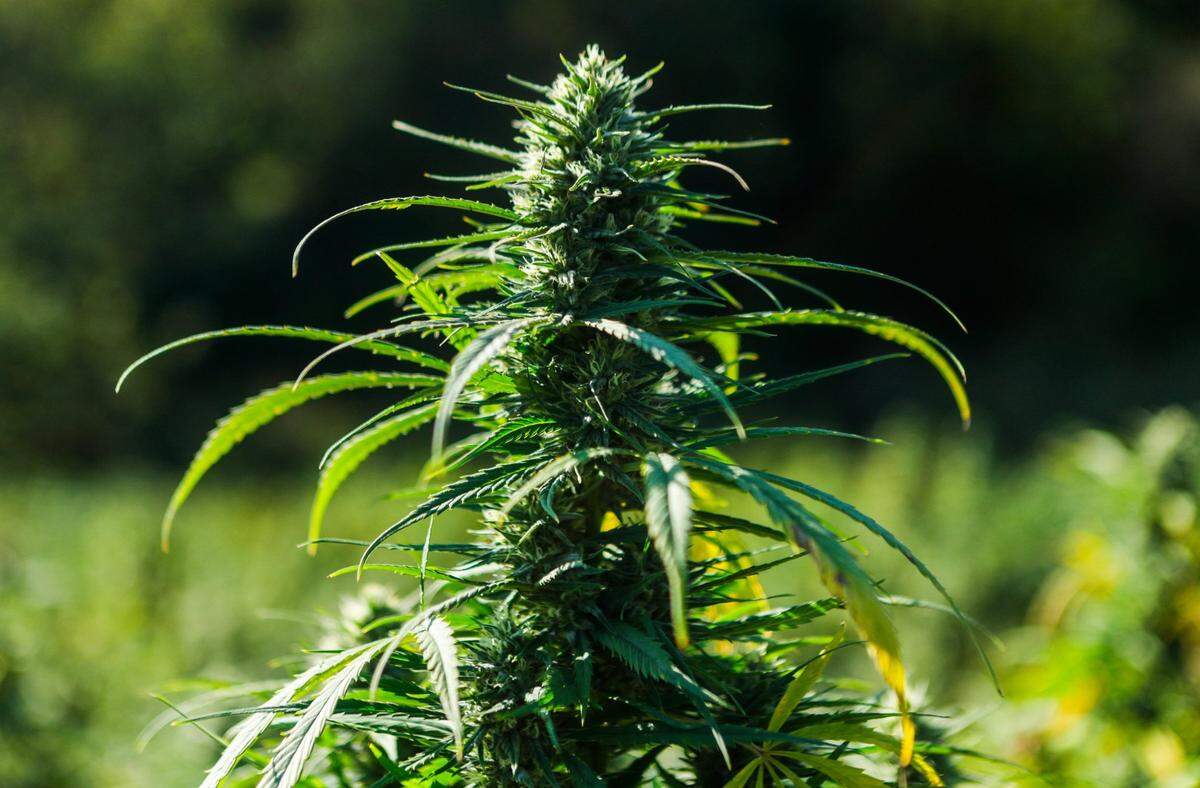 A hemp plant with the flower and inflorescence grows on a 15-acre farm of former Lexington Mayor and Congressman Scott Baesler. Cornbread Hemp leases the land to grow the plant for its CBD products.