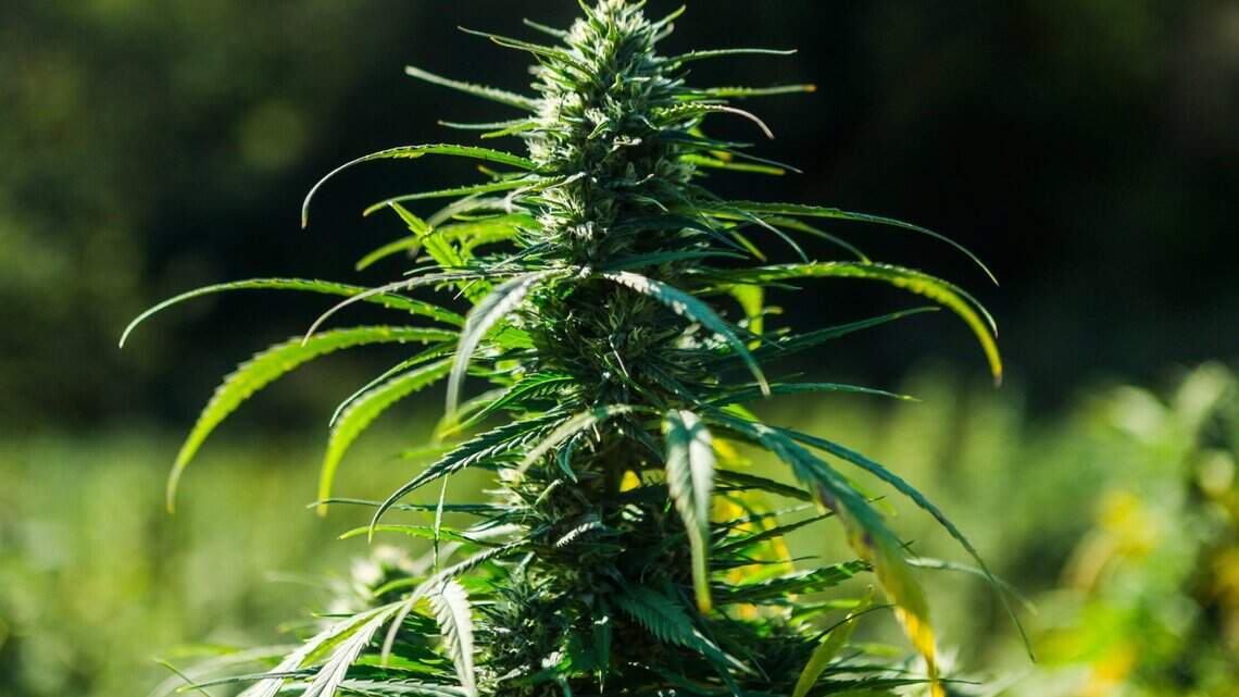 Legalized hemp has helped cut smuggling at border. Texas, don’t mess with success | Opinion