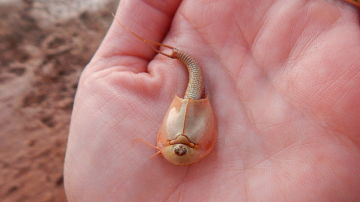 Eerie three-eyed tadpole shrimp emerged after a monsoon filled an Arizona monument.