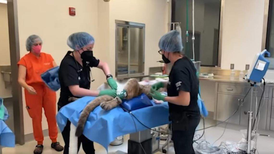 A mountain lion is seen undergoing surgery after being shot by authorities in California.