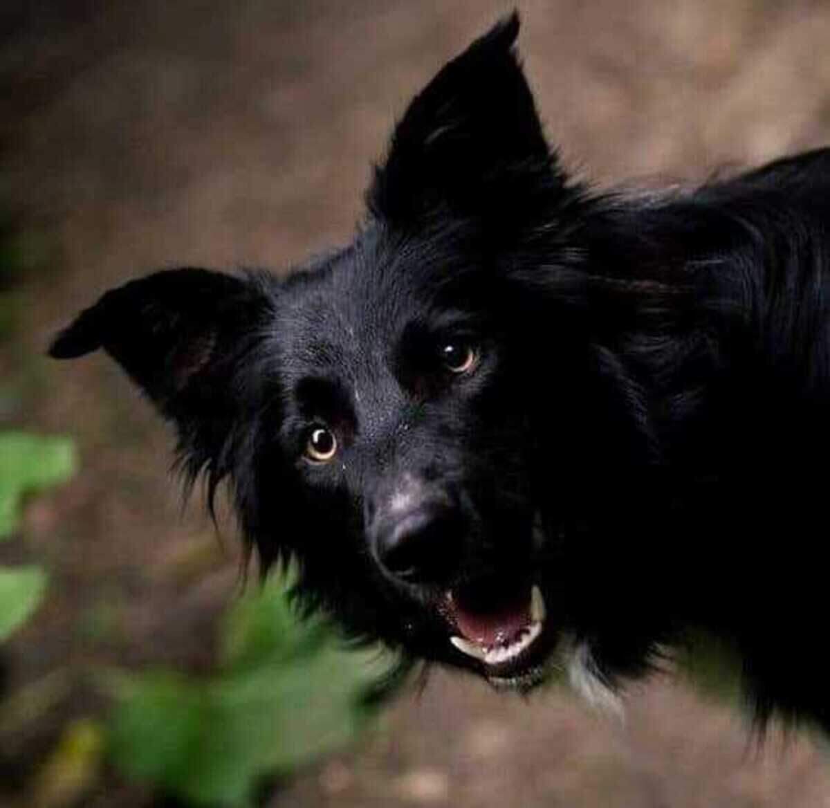 The border collie responsible for helping rescue his owner who fell around 70 ft. He ran nearly 200 yards through the forest to flag down search and rescue personnel.