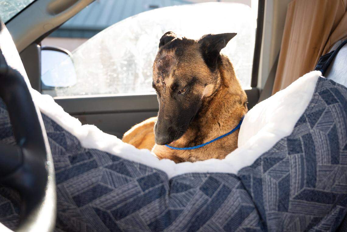 A wound from a mountain lion is visible on Eva’s head after she is released to go home with Erin Wilson and Connor Kenny on Thursday after being cared for at the VCA Asher animal hospital in Redding. Wilson said Eva, a Belgian Malinois, saved her life after the mountain lion clawed her shoulder while they were walking along the Trinity River on Monday.