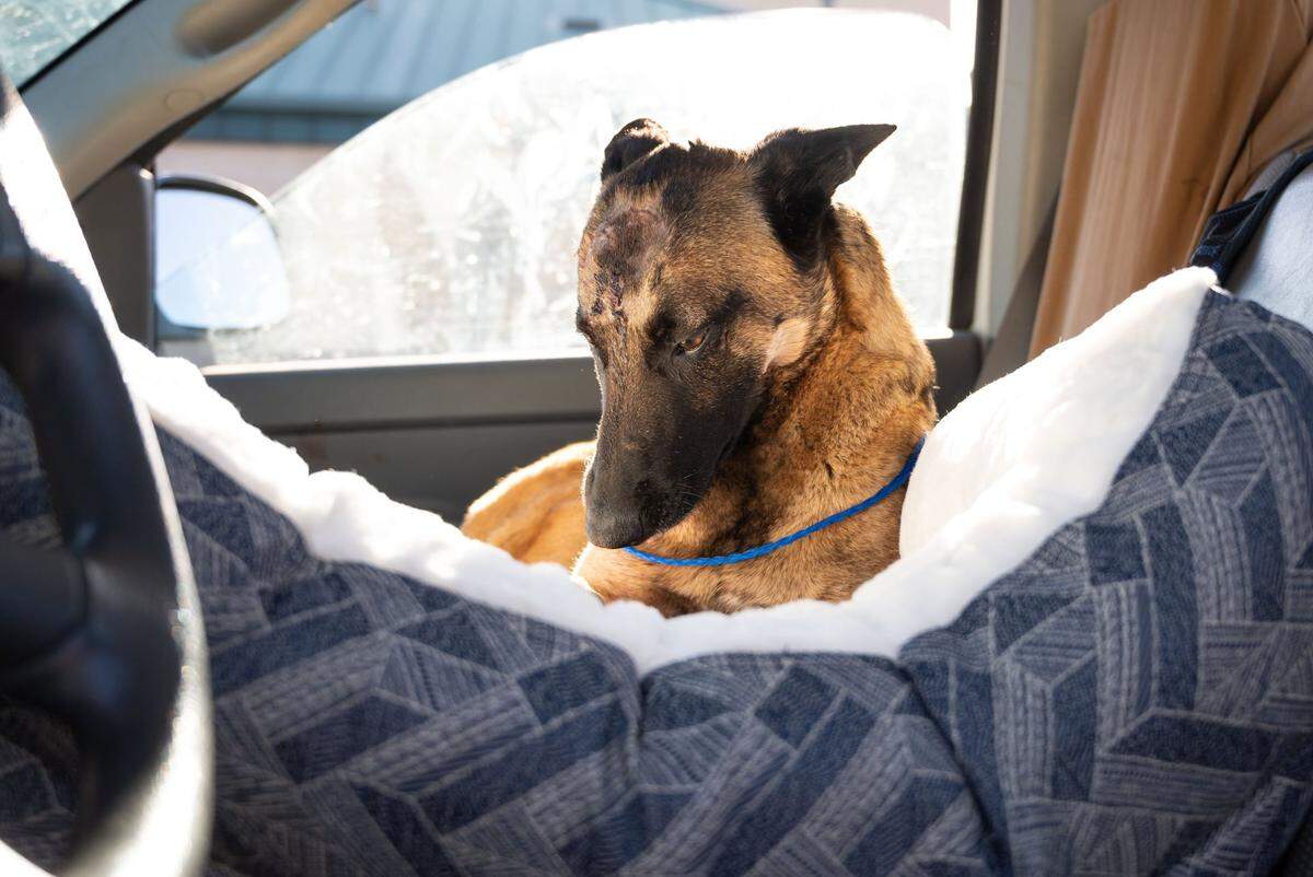 A wound from a mountain lion is visible on Eva’s head after she is released to go home with Erin Wilson and Connor Kenny on Thursday after being cared for at the VCA Asher animal hospital in Redding. Wilson said Eva, a Belgian Malinois, saved her life after the mountain lion clawed her shoulder while they were walking along the Trinity River on Monday.