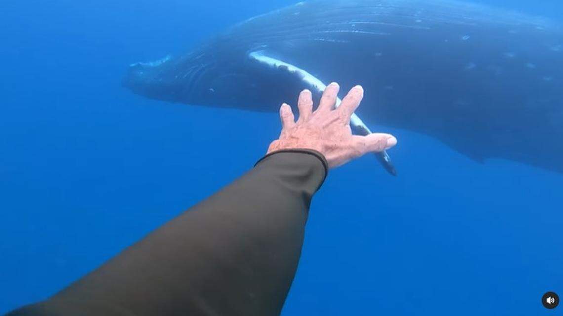 A 65-year-old man who calls himself “Dolphin Dave” faces charges of encroaching on dolphins and a humpback whale for online videos, Hawaii officials say.
