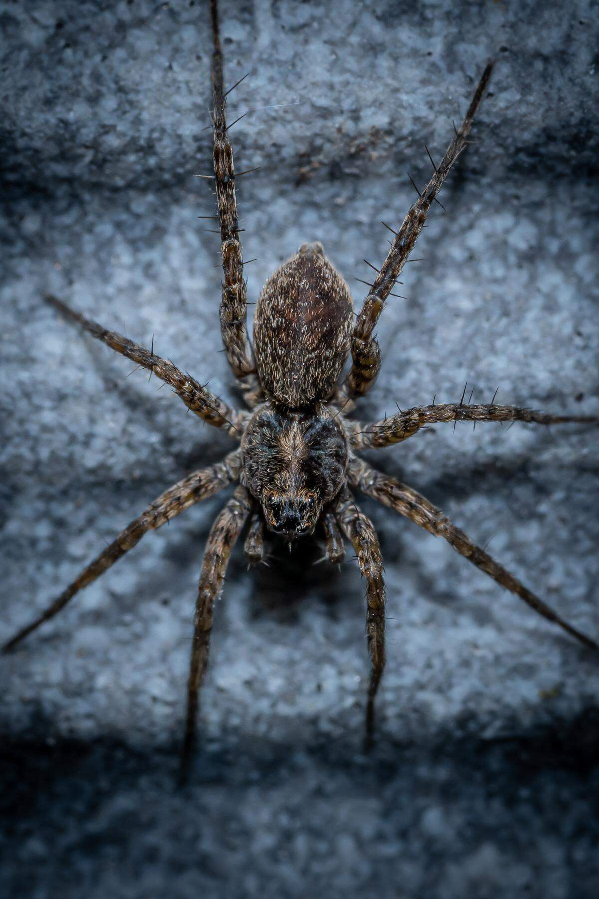A wolf spider crawls on the ground. The venomous creature isn’t aggressive and only bites humans and pets in self-defense.