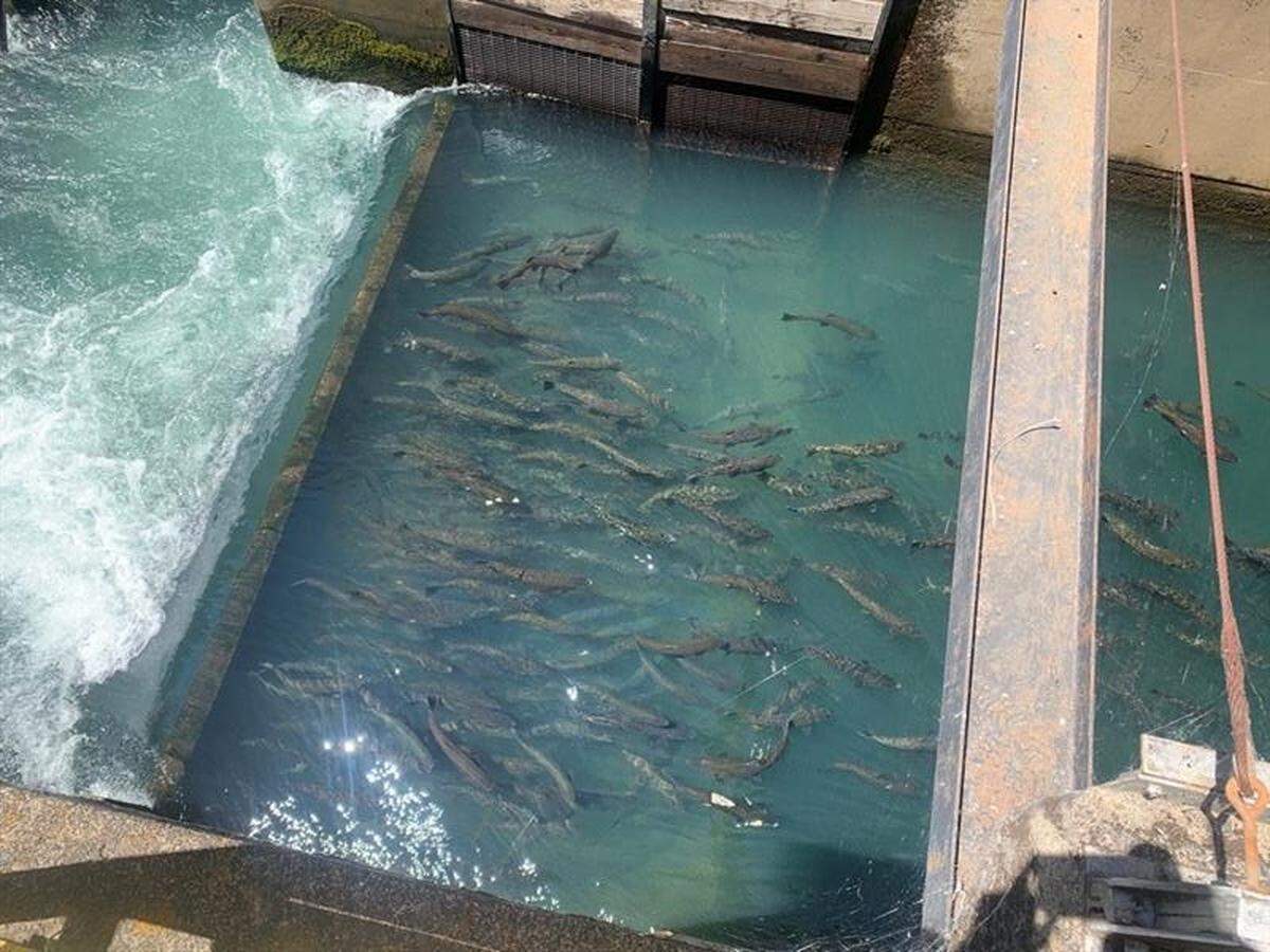 Endangered winter-run Chinook salmon trying to reach their original spawning grounds in the McCloud River above Shasta Reservoir in 2021. They can swim as far as Keswick Dam, the closest they can get to those cold mountain waters that once protected their eggs from the heat of the summer.
