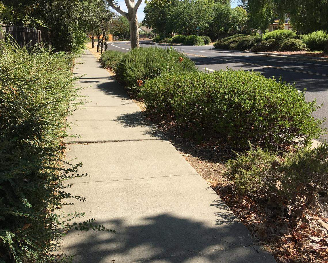 The damaged sidewalk in Davis’ Wildhorse neighborhood that tripped and severely injured a resident. The protrusion of about an inch and a half led to an $18 million personal injury settlement.