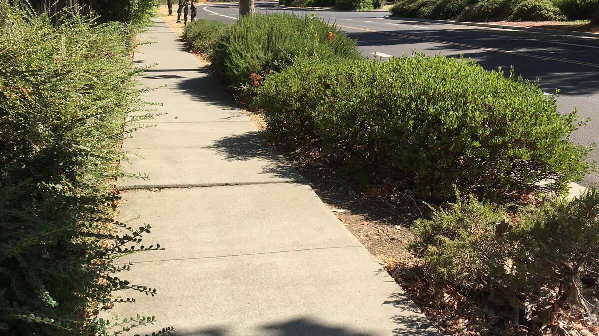 The damaged sidewalk in Davis’ Wildhorse neighborhood that tripped and severely injured a resident. The protrusion of about an inch and a half led to an $18 million personal injury settlement.