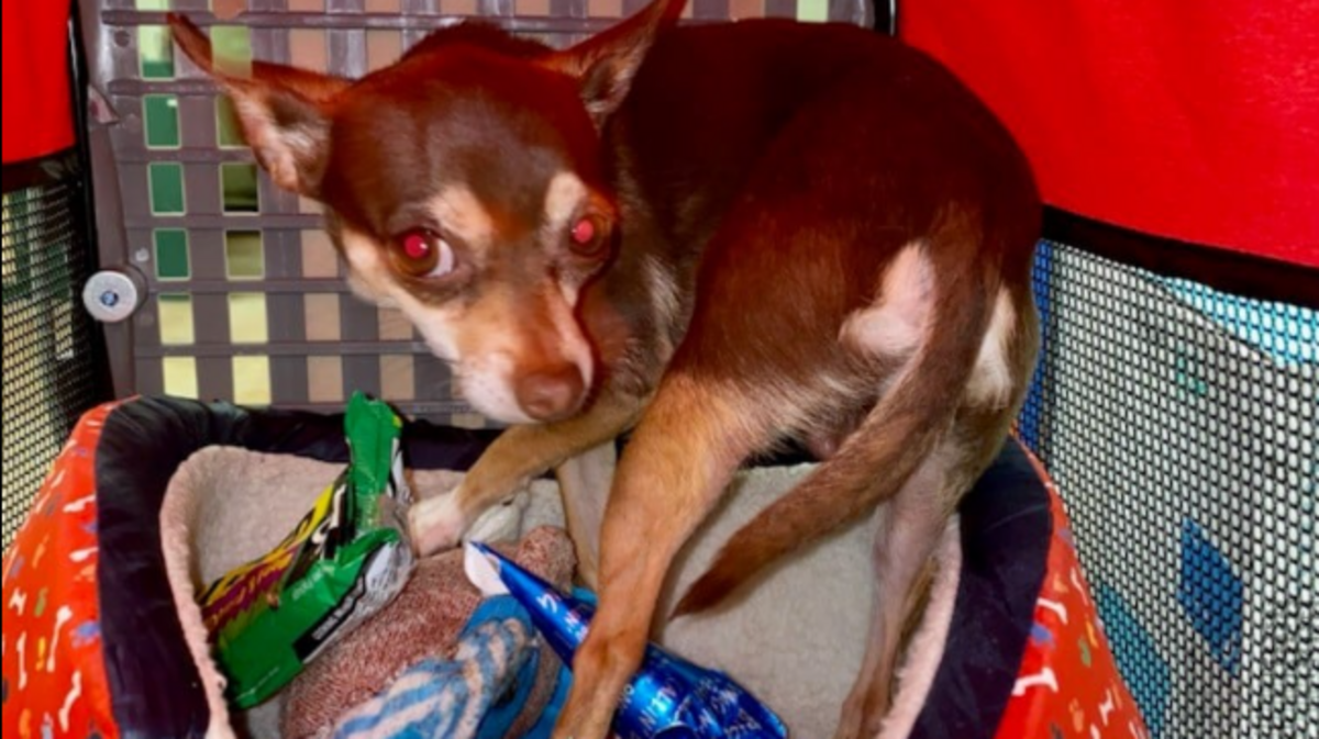 A Chihuahua was left in a hot car, surrounded by frozen food to keep it cool. officials say.