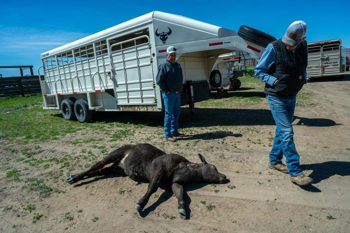 Ken Tate, right, a UC Davis professor studying the impacts of expanding wolf populations on California’s ranchers, and Rick Roberti, president of the California Cattlemen’s Association, walk past a dead calf on the DS Ranches in May. The calf had been attacked by wolves two weeks earlier and had been doctored, but did not survive.
