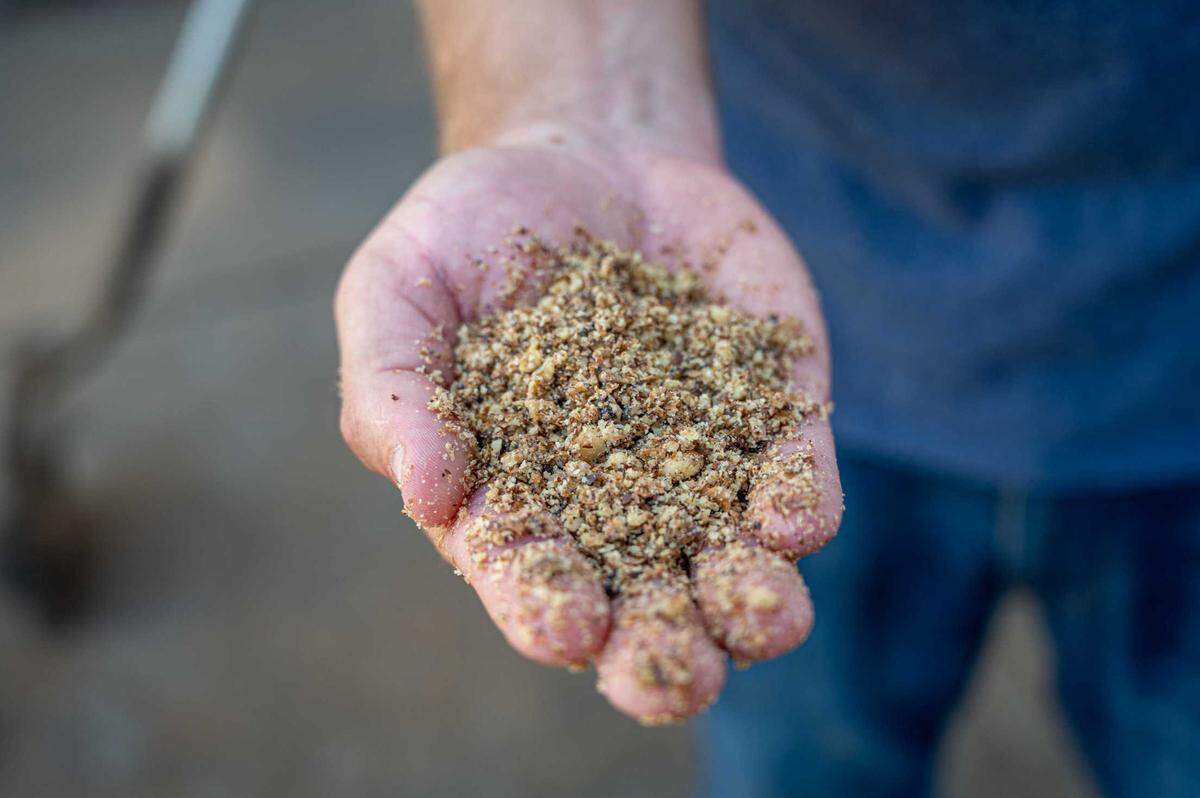 David Pringle, director of engineering, holds walnut oil stock at La Tourangelle Artisan Oil Mill in Woodland on Monday, July 7, 2025. The oil stock contains roasted, ground walnuts.