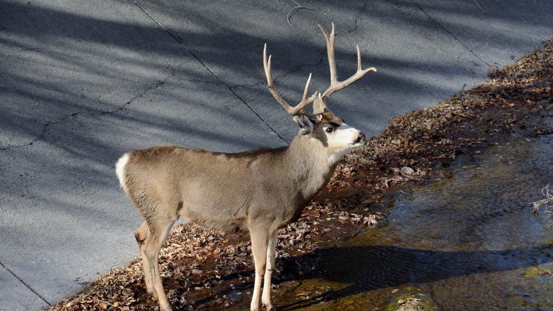 A buck wandered into the same concrete drainage ditch for a second year in a row in Colorado Springs, Colorado, wildlife officials said.