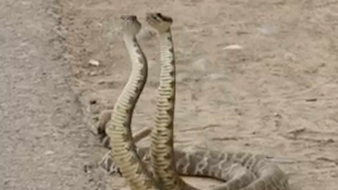 Watch wild Lake Natoma video: Eagles, rattlesnakes mating dance, a ‘pet’ coyote