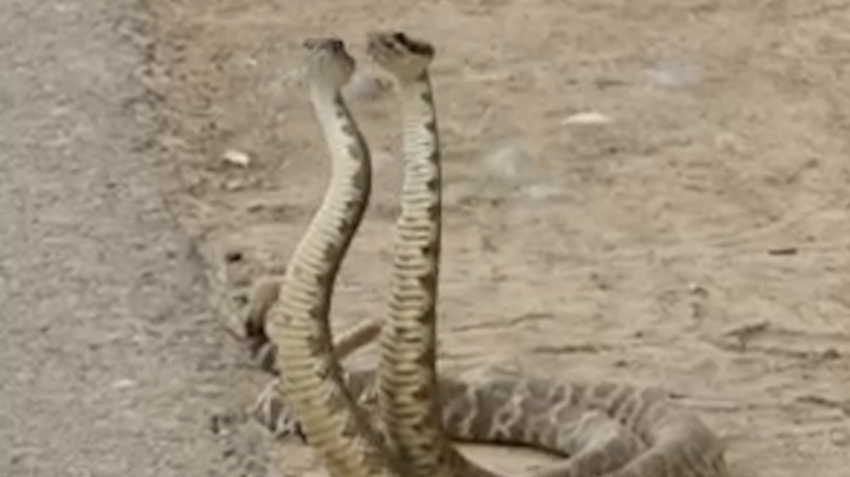 Do you need antivenom after a rattlesnake bite? Medical toxicology expert ...