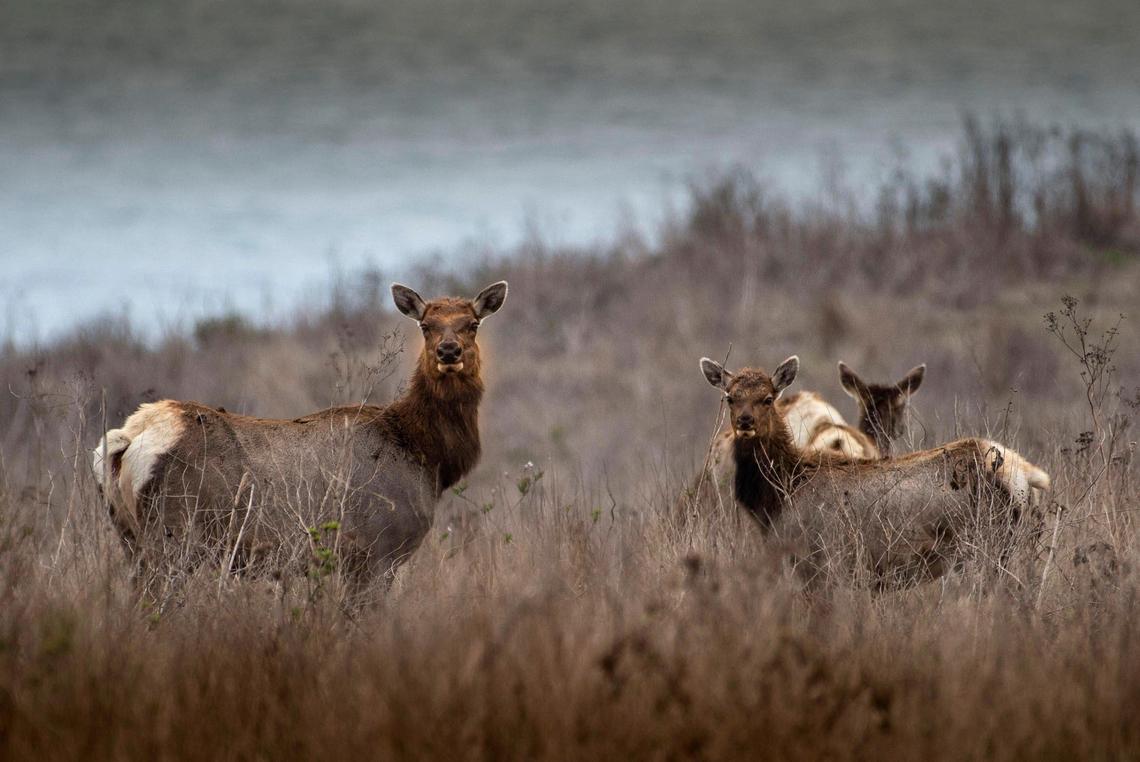 Tule elk graze in Drakes Bay near the Point Reyes Seashore on Tuesday, Oct. 9, 2018.