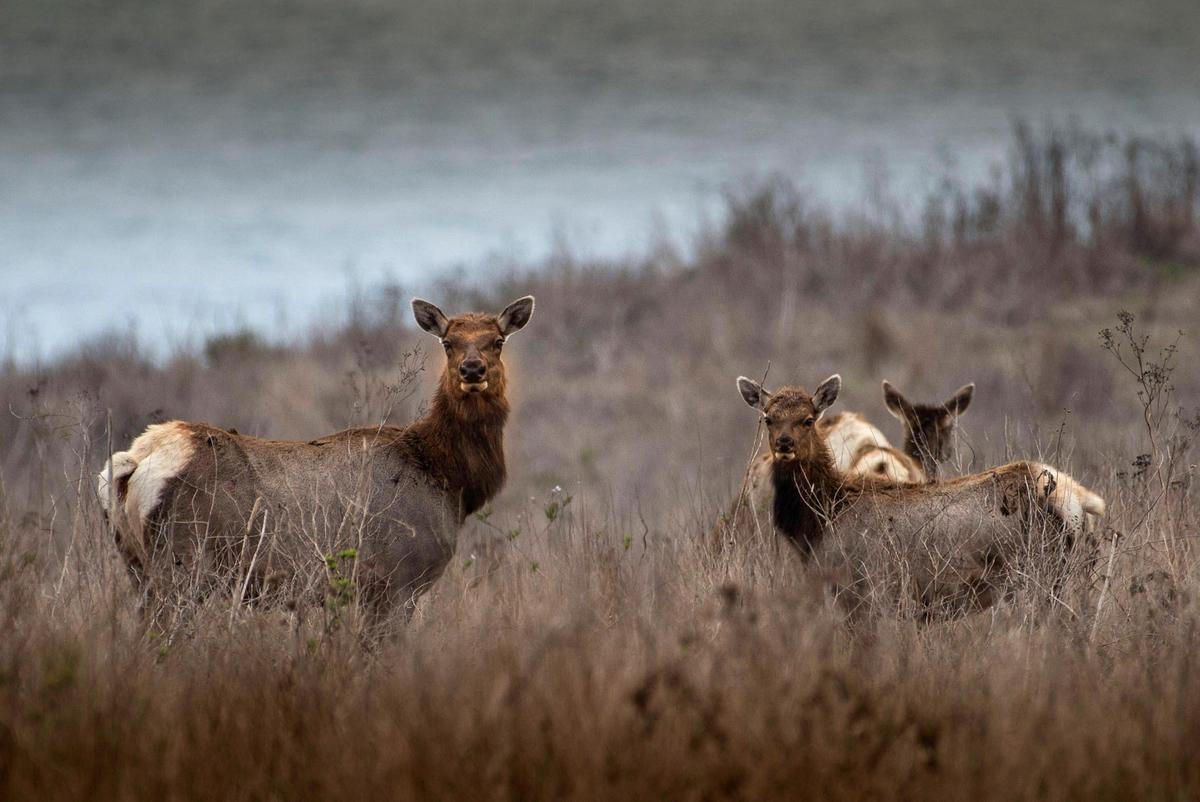 Tule elk graze in Drakes Bay near the Point Reyes Seashore on Tuesday, Oct. 9, 2018.